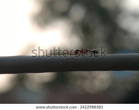 action, active, activity, animal, ant, background, beautiful, beauty, bite, black, branch, bridge, bud, bug, build, business, carry, closeup, cohesion, construction, cooperation, coordination, detail,