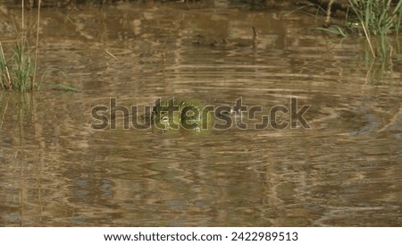 Erindi Private Game Reserve in Namibia : South African giant bullfrog Pyxicephalus adspersus in a pond - lone male croaking and blown up Royalty-Free Stock Photo #2422989513