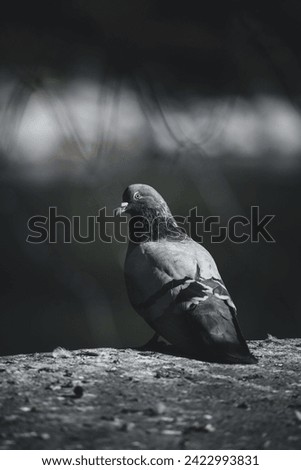 Pigeon sitting on a brick wall in Vienna, close-up picture