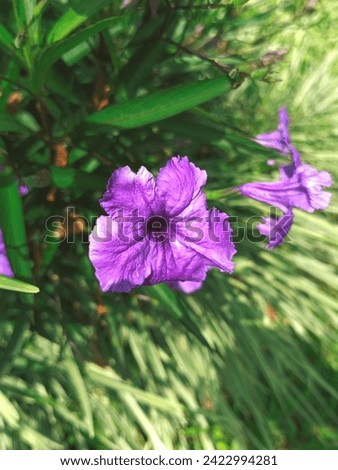 Selective focus on Ruellia simplex flowers blooming on a very sunny day so the photo is over exposed Royalty-Free Stock Photo #2422994281
