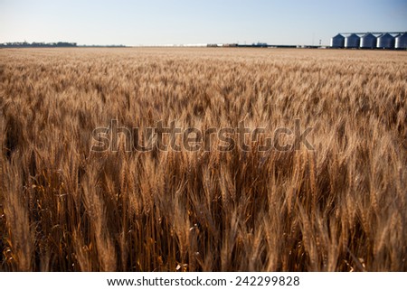 wheat crop USA