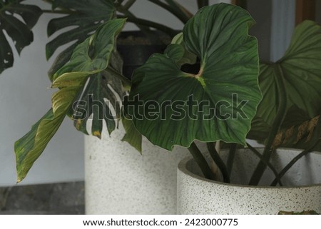 Philodendron plowmanii plant in pot. green plant for decoration at terrace. Daun cantik Royalty-Free Stock Photo #2423000775