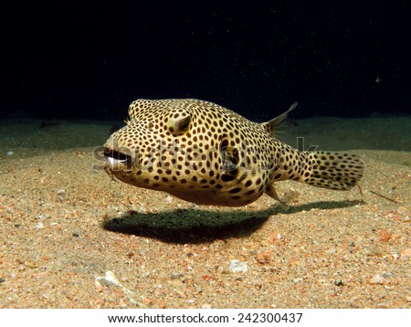 Juvenile giant pufferfish (Arothron stellatus) on sand, Dahab, Red Sea Royalty-Free Stock Photo #242300437