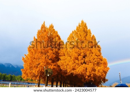 Beautiful landscape Dawn Redwood or Metasequoia tree growing in fall with rainbow. Red leaves