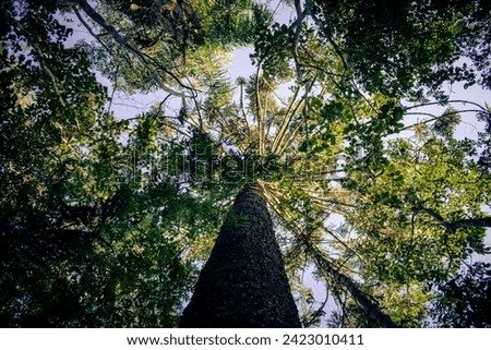 Sao Paulo, SP, Brazil - February 26 2022: Chestnut tree canopy. Royalty-Free Stock Photo #2423010411