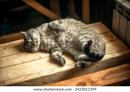 A cat basks in the sun on a bench in the house Royalty-Free Stock Photo #2423011399