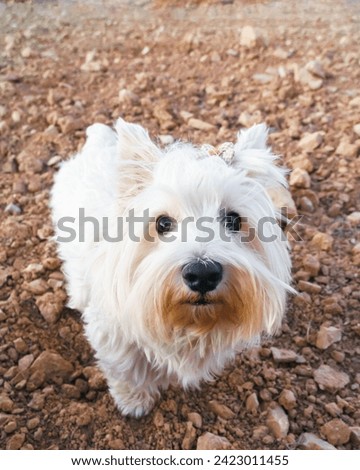 Funny expression of a purebred West Highland White Terrier dog lying on the ground in a crop field. Vertical.