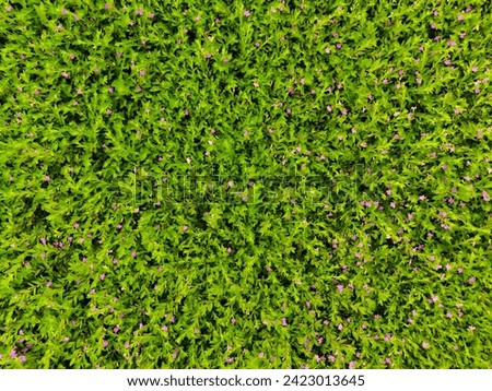 Cuphea hyssopifolia, the false heather, Mexican heather, Hawaiian heather or elfin herb, is a small evergreen shrub Royalty-Free Stock Photo #2423013645