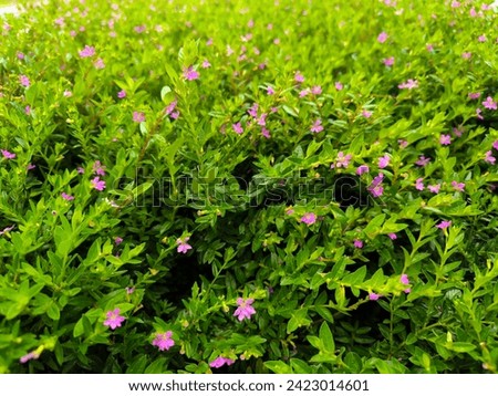 Cuphea hyssopifolia, the false heather, Mexican heather, Hawaiian heather or elfin herb, is a small evergreen shrub Royalty-Free Stock Photo #2423014601