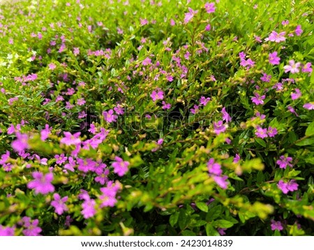 Cuphea hyssopifolia, the false heather, Mexican heather, Hawaiian heather or elfin herb, is a small evergreen shrub Royalty-Free Stock Photo #2423014839