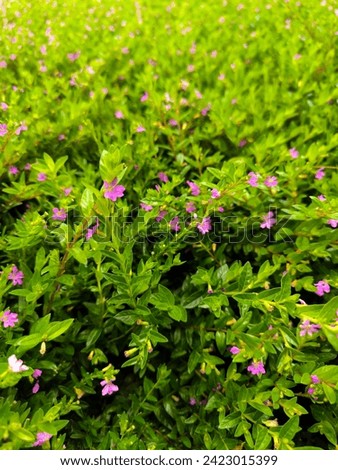 Cuphea hyssopifolia, the false heather, Mexican heather, Hawaiian heather or elfin herb, is a small evergreen shrub Royalty-Free Stock Photo #2423015399