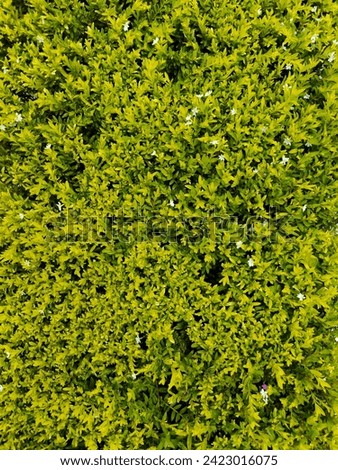 Cuphea hyssopifolia, the false heather, Mexican heather, Hawaiian heather or elfin herb, is a small evergreen shrub Royalty-Free Stock Photo #2423016075