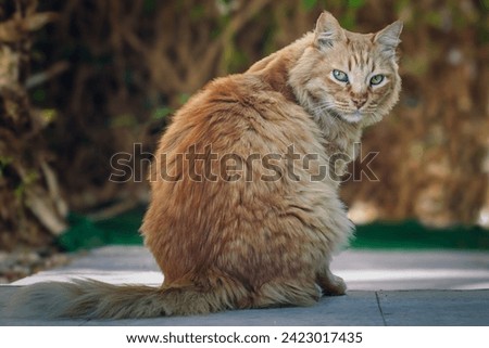 fat cat portrait turn to camera funny furry domestic pet photography in back yard outdoor space
