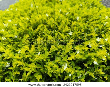 Cuphea hyssopifolia, the false heather, Mexican heather, Hawaiian heather or elfin herb, is a small evergreen shrub Royalty-Free Stock Photo #2423017595