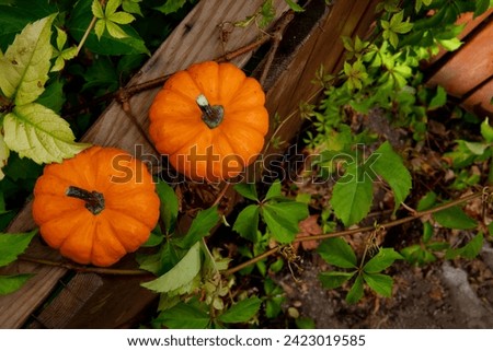 pumpkins on a wooden background in foliage.	
