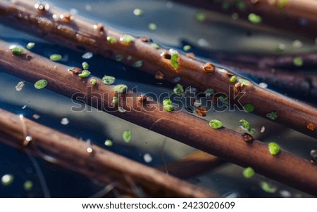 stems of water reed among duckweeds