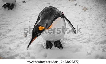 A penguin playing in the snow alone