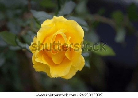 
Yellow varietal rose on a blurred natural background close-up. Beautiful yellow rose in the garden after the rain. Israel Royalty-Free Stock Photo #2423025399