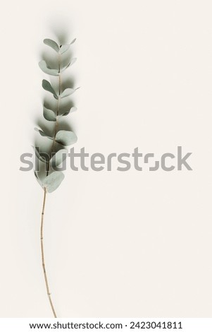 Green eucalyptus branches on beige background. Minimal aesthetic flat lay, spa wellness concept, top view green leaves of fresh plant eucalyptus, copy space, botanical nature wallpaper, vertical fon