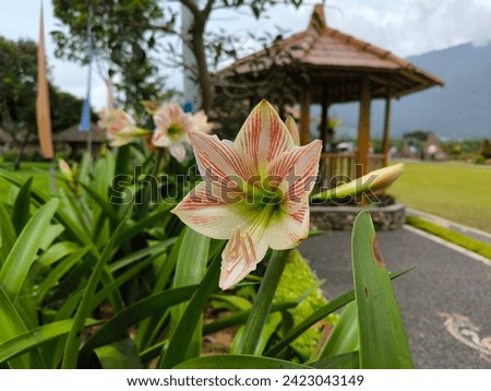 Persian Amaryllis (Hippeastrum correiense) flower or indoor lily or daylily pink-white close-up picture