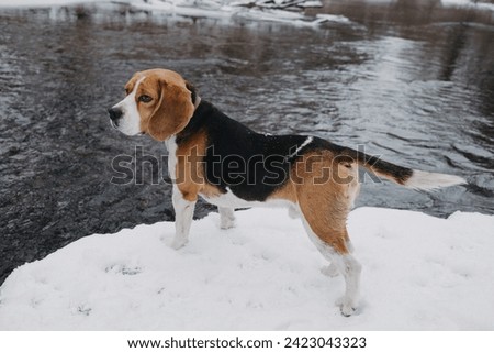 Lovely beagle puppy on coast river under falling snow at winter. Cute dog on walk on snowy nature background outside city. Adorable young doggy. High quality photo