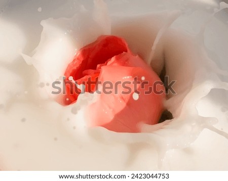 Red rose falling on white milk Splashes circle around the rose. Moreover, this picture gives a feeling of love, beauty, and softness.