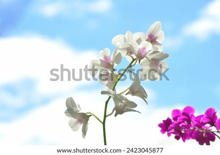 The white orchid flower, this is a beautiful flower with the green background at the garden. This picture can be used as a botanical illustration.