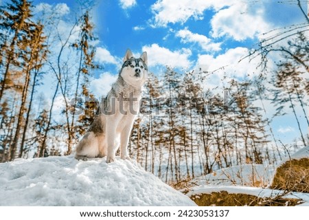 husky dog outdoor photo winter