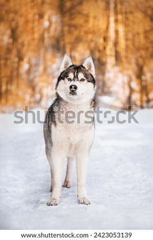 husky dog outdoor photo winter