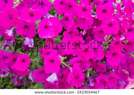 pink Supertunia Vista flowers blooming beautifully





 Royalty-Free Stock Photo #2423054467