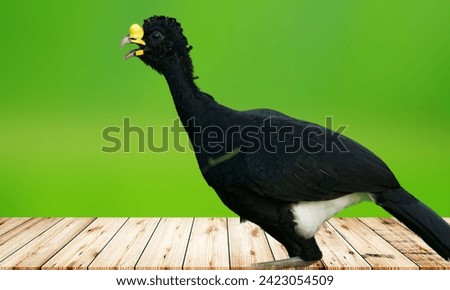 The Great Curassow Is A Large Feathered Bird Native To The Neotropical Rainforests. The Picture Shows A Great Curassow Bird.