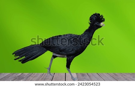 The Great Curassow Is A Large Feathered Bird Native To The Neotropical Rainforests. The Picture Shows A Great Curassow Bird.