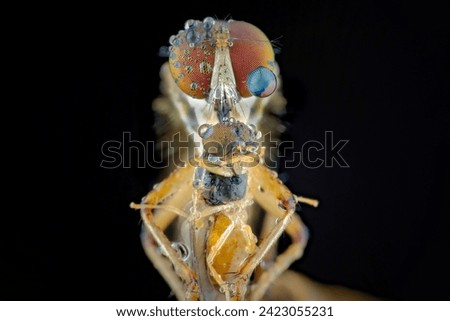 Mini robber fly with prey Royalty-Free Stock Photo #2423055231