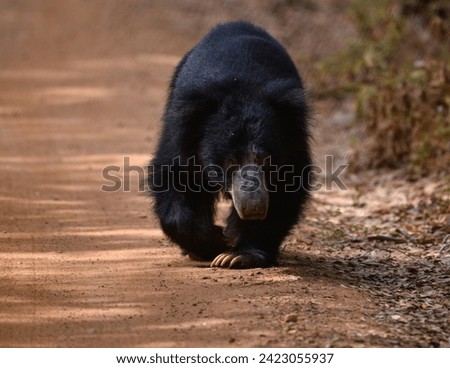 Sloth Bear Sri Lanka Wilpattu
