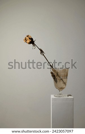 Dried rose in dirty water glass. Creative minimalism concept. Still life.