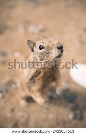 California ground squirrel close-up picture in Morro Bay