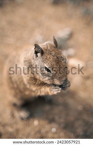 California ground squirrel eating nuts close-up picture in Morro Bay