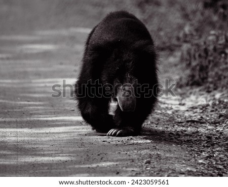 Sloth Bear Black and white