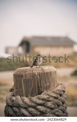 White-crowned sparrow with open beak sitting on a log, close-up picture