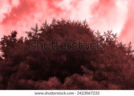Nature, tree, large coniferous tree, red sky with clouds, background for text