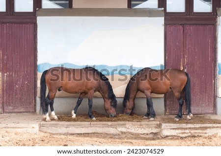 Two horses are facing each other against the background of a wall