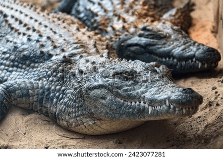 Close-up of a formidable crocodile in captivity, showcasing its textured skin and powerful presence Royalty-Free Stock Photo #2423077281