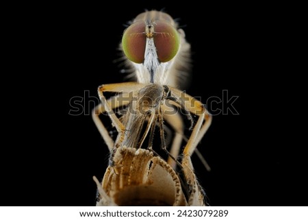Mini robber fly with prey Royalty-Free Stock Photo #2423079289