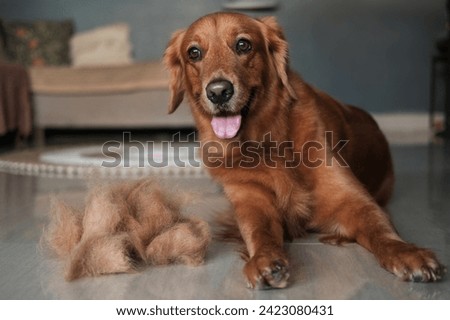 A Golden Retriever dog lies on the floor next to a pile of his fur. Seasonal shedding in dogs. Allergy to pet fur. Banner for a grooming salon. Combing dog hair and hair loss. Royalty-Free Stock Photo #2423080431