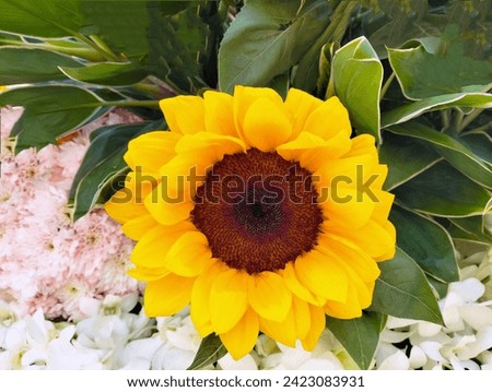 In the picture is a yellow sunflower. The yellow petals in the middle of the flower are sunflower seeds with a few brown ones