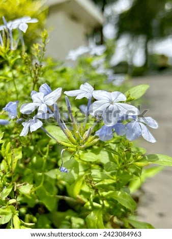 Blue Jasmine is a super rare houseplant. Royalty-Free Stock Photo #2423084963