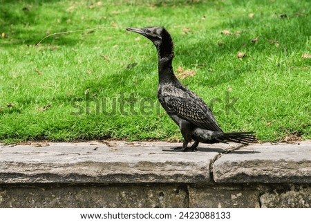 Great cormorant (Phalacrocorax carbo) a large water bird with dark plumage, the animal collects sticks to build a nest in a city park. Royalty-Free Stock Photo #2423088133