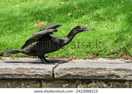 Great cormorant (Phalacrocorax carbo) a large water bird with dark plumage, the animal collects sticks to build a nest in a city park. Royalty-Free Stock Photo #2423088215