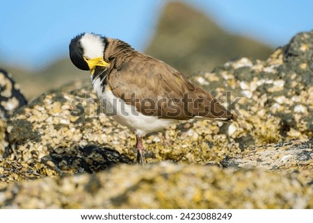 Masked lapwing (Vanellus miles) medium size bird, animal stands between rocks covered with shells on the seashore, summer sunny day.