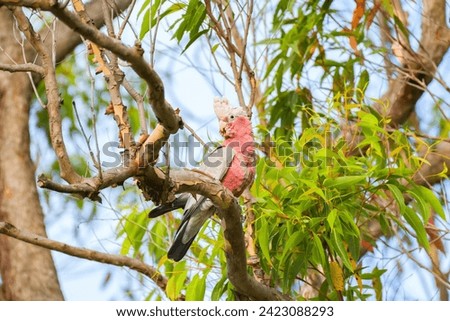 Galah (Eolophus roseicapilla) parrot, medium-sized bird with pinkish-gray plumage, the animal sits high on a branch of a eucalyptus tree. Royalty-Free Stock Photo #2423088293